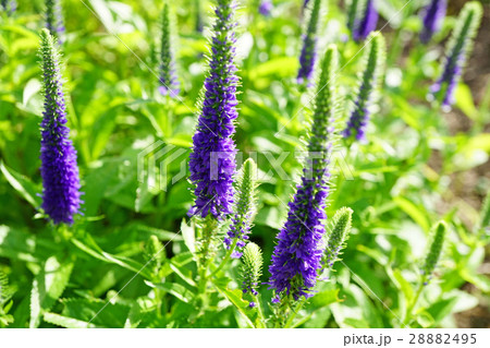 クガイソウの群生 クガイソウの群生 28882495