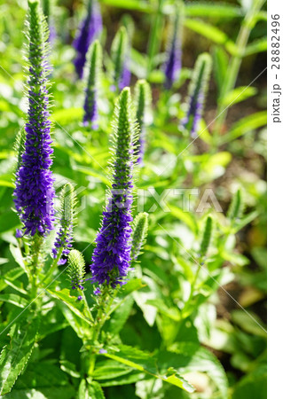 クガイソウの群生 28882496