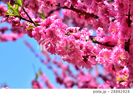 青い空と満開のピンク色の綺麗なハナモモの花の写真素材 28