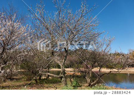 池の畔に咲く梅、横浜三渓園 28883424