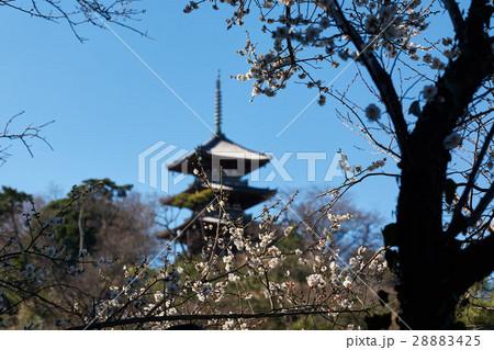 三重塔と白梅、横浜三渓園 28883425