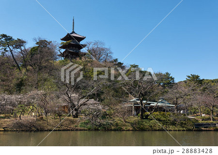 三渓園の大池と三重塔、横浜 28883428