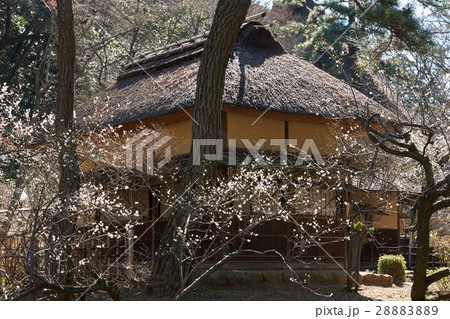 横浜三渓園、草庵（横笛庵）前の白梅 28883889