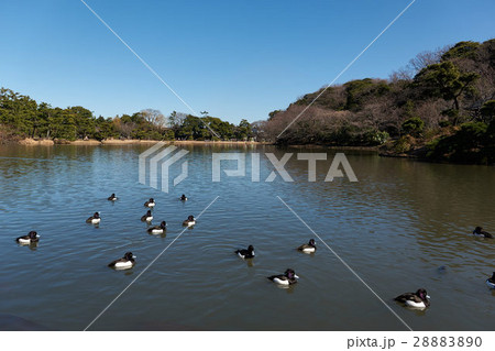 横浜三渓園の大池とキンクロハジロ 28883890