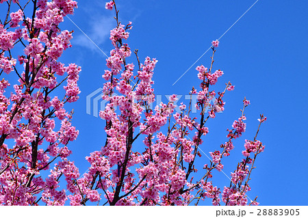 青空とピンク色の綺麗な満開の横浜緋桜 28883905