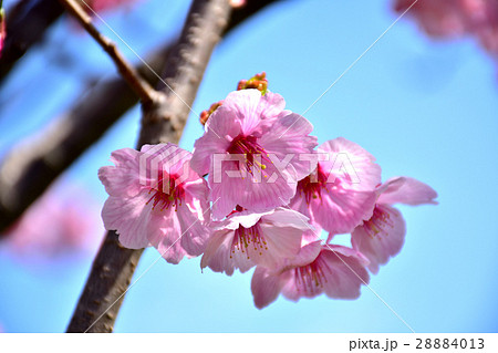 青空とピンク色の綺麗な満開の横浜緋桜の写真素材
