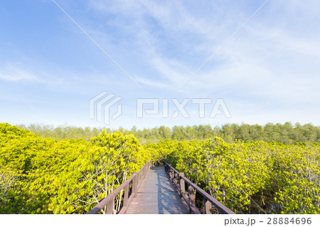 Bridge walkway in mangrove forests. 28884696