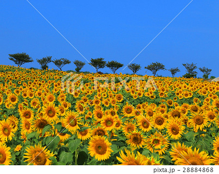 ヒマワリ 28884868