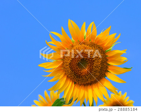 ヒマワリ 28885184