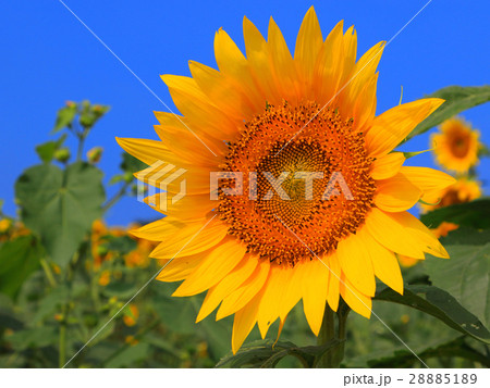 ヒマワリ 28885189