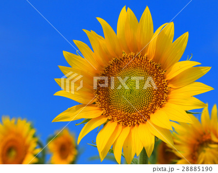 ヒマワリ 28885190