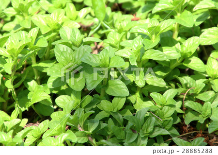 ペニーロイヤルミント（シソ科） 28885288
