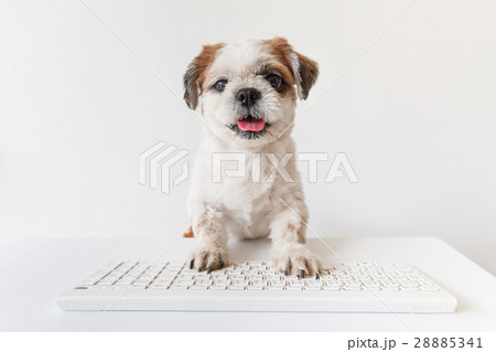 Dog on white background. 28885341
