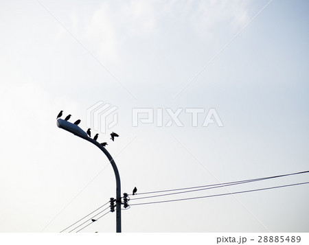 鳥 ワイヤー 立つ 28885489