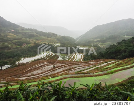 石門 たなだ 段々畑 28885707