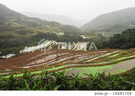 石門 たなだ 段々畑 28885708