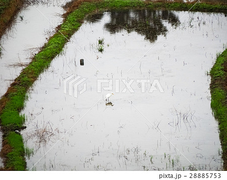 石門 たなだ 段々畑 28885753