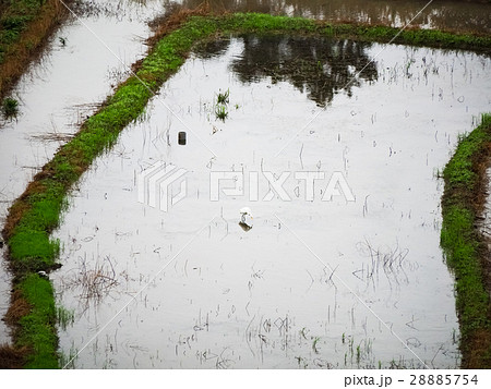 石門 たなだ 段々畑 28885754