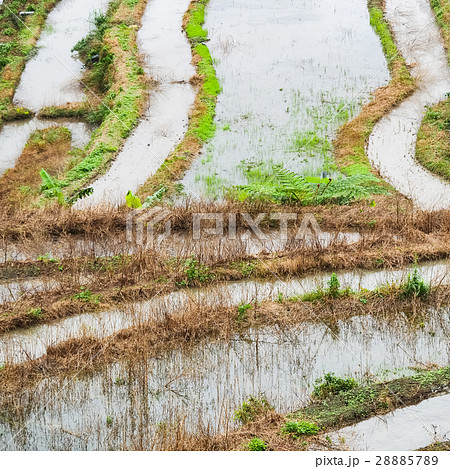石門 たなだ 段々畑 28885789