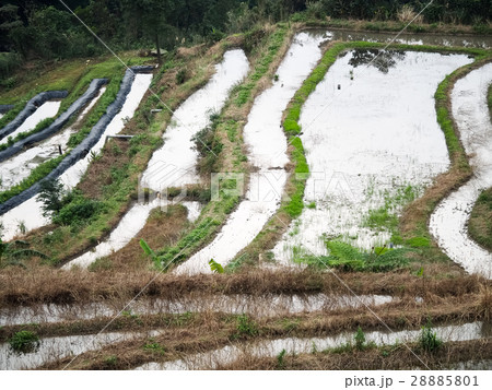 石門 たなだ 段々畑 28885801