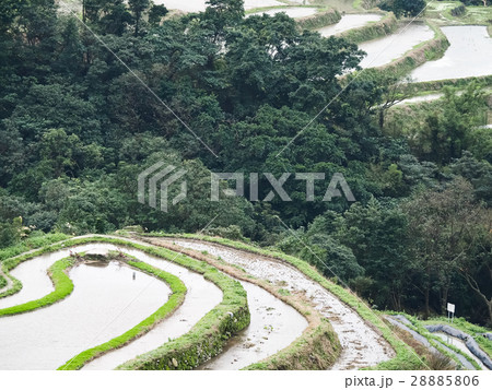 石門 たなだ 段々畑 28885806