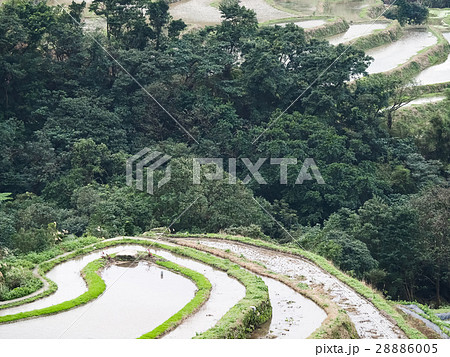 石門 たなだ 段々畑 28886005