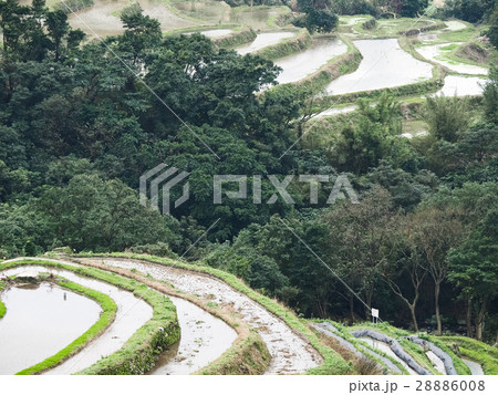 石門 たなだ 段々畑 28886008