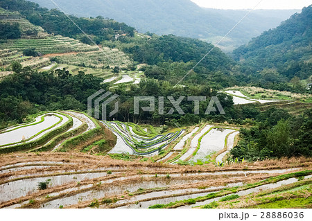 石門 たなだ 段々畑 28886036