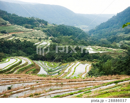 石門 たなだ 段々畑 28886037