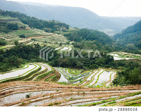 石門 たなだ 段々畑 28886038