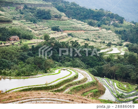 石門 たなだ 段々畑 28886069