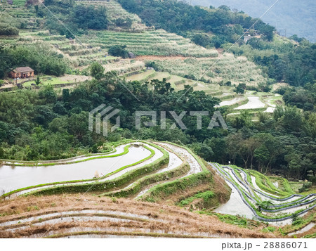 石門 たなだ 段々畑 28886071