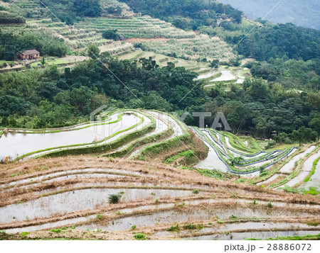 石門 たなだ 段々畑 28886072