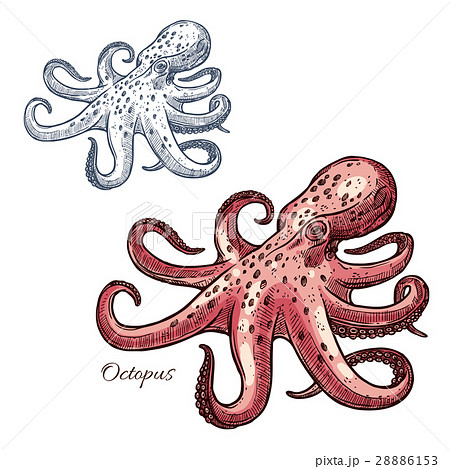 Octopus isolated sketch for seafood design 28886153