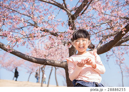 桜の木と女の子 28886255