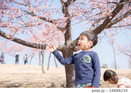 桜の木と男の子 28886256