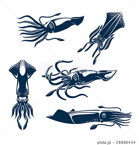 Squid sea animal icon set for seafood design 28886434
