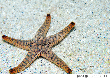 ヒトデ 沖縄の海 の写真素材