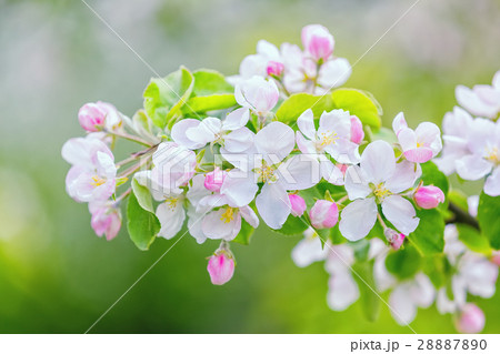 Blooming apple tree Blooming apple tree 28887890