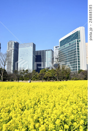 東京　都市風景　浜離宮恩賜庭園 28888585
