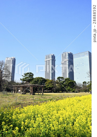 東京　都市風景　浜離宮恩賜庭園 28888592