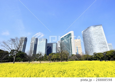 東京　都市風景　浜離宮恩賜庭園 28888598
