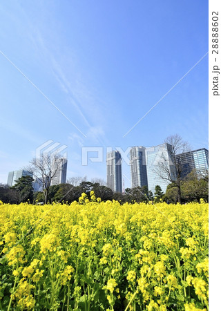 東京　都市風景　浜離宮恩賜庭園 28888602