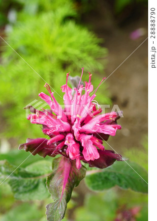 ピンクのタイマツバナ ピンクのタイマツバナ 28888790