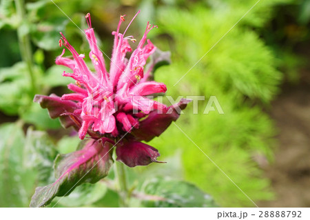 ピンクのタイマツバナ ピンクのタイマツバナ 28888792