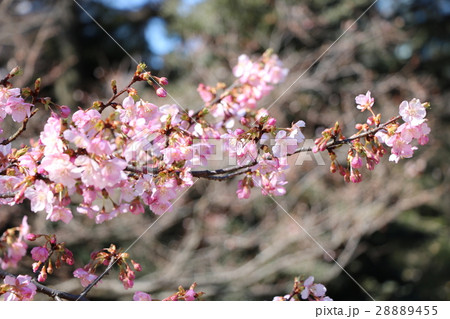 桜 さくら サクラ 28889455