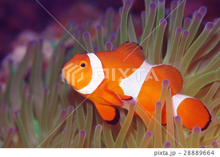 カクレクマノミ カクレクマノミ 28889664