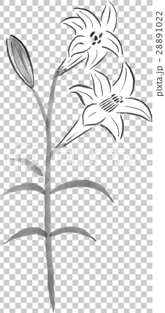 ユリの花のイラストのイラスト素材