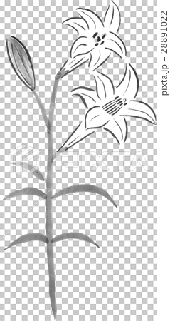 ユリの花のイラストのイラスト素材