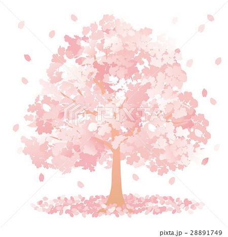 桜の木 28891749